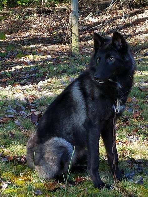 Black Wolf Dog. Czechoslovakian Wolfdog. Dog. Dogs. Eurasier Dog. German Shepherd Dog. Puppy Dog. Shepherd Dog. 3.5M. Likes. 13K. Comments. 49.4K. Shares. awhooocrew. An oldie but a goodie that shows Bow’s personality perfectly 🤣🐺 #wolfdog #wolfdogsoftiktok #howl #fyp ...